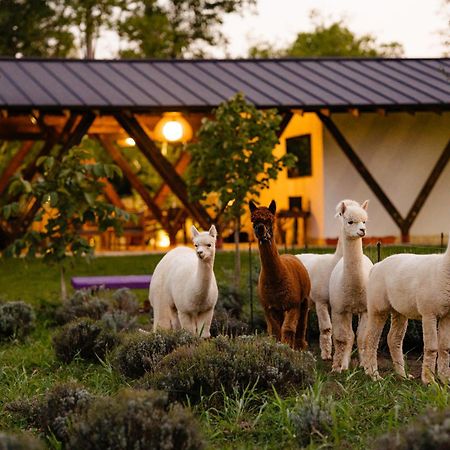 Branesti The Tribe Alpaca Retreat酒店 外观 照片