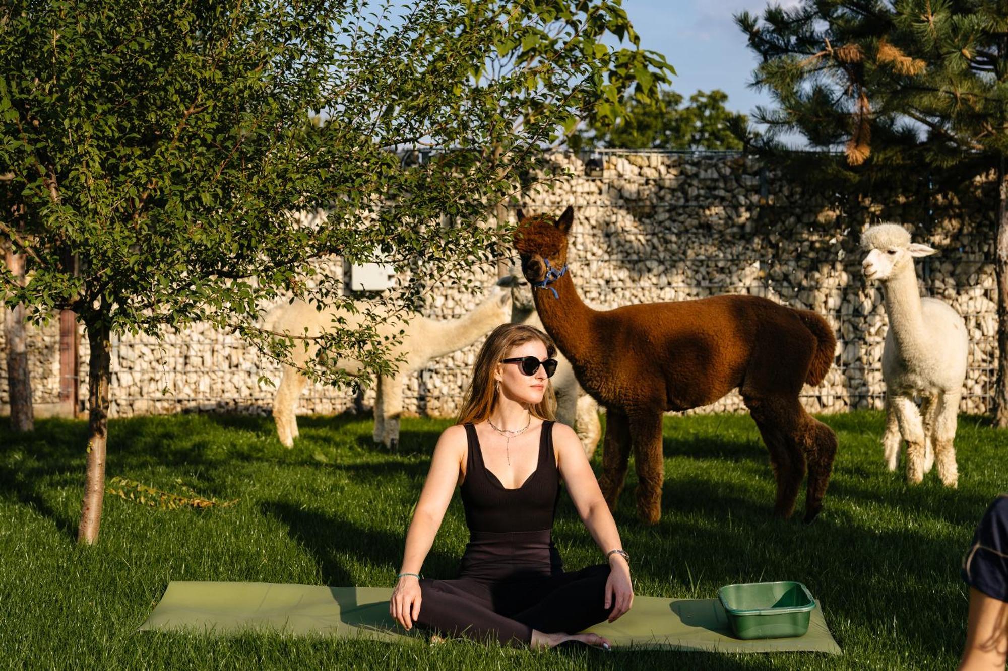 Branesti The Tribe Alpaca Retreat酒店 外观 照片