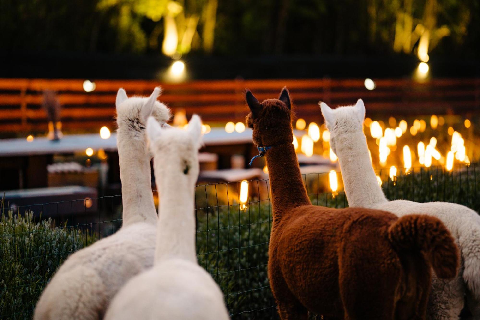 Branesti The Tribe Alpaca Retreat酒店 外观 照片