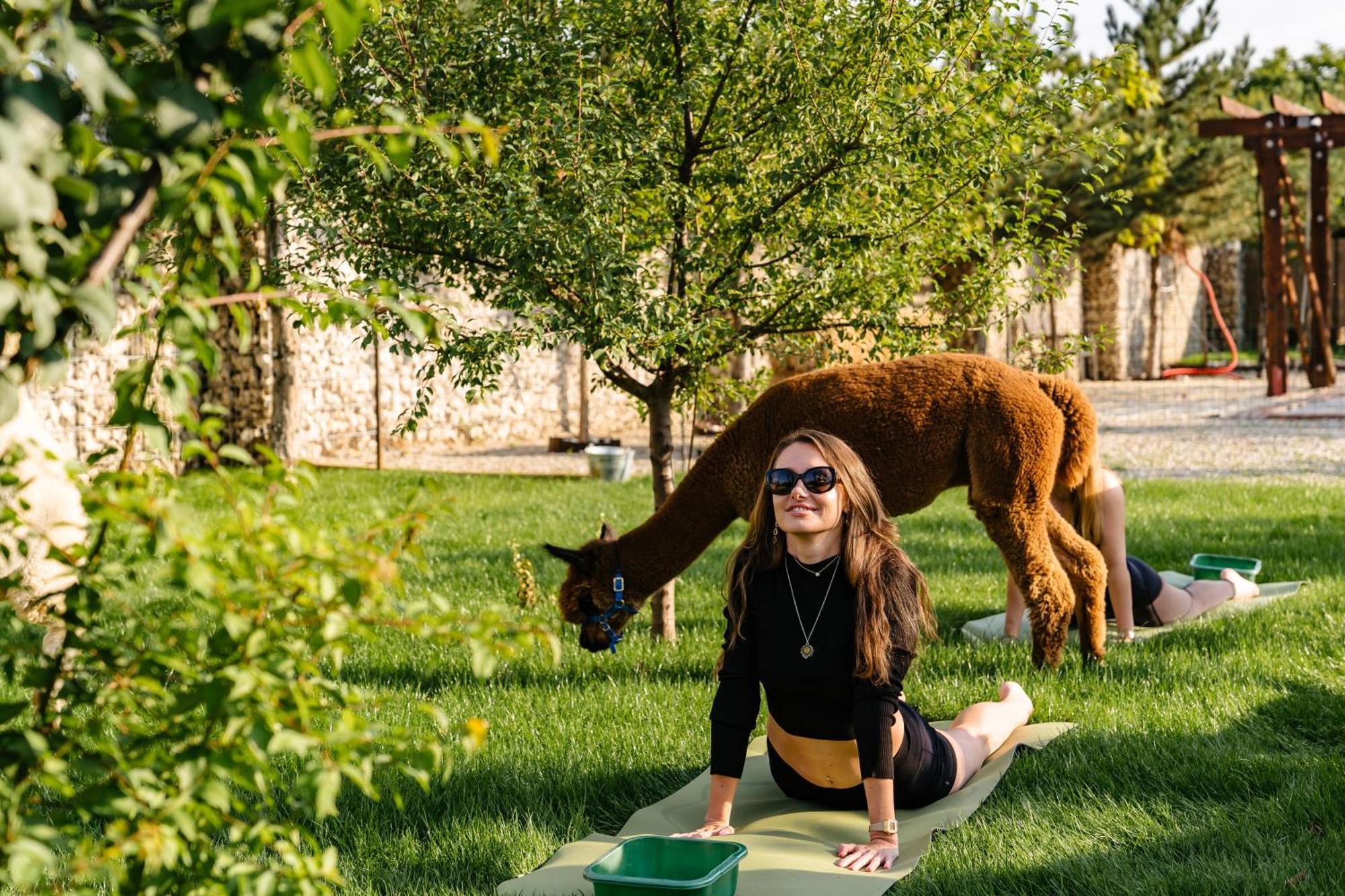 Branesti The Tribe Alpaca Retreat酒店 外观 照片