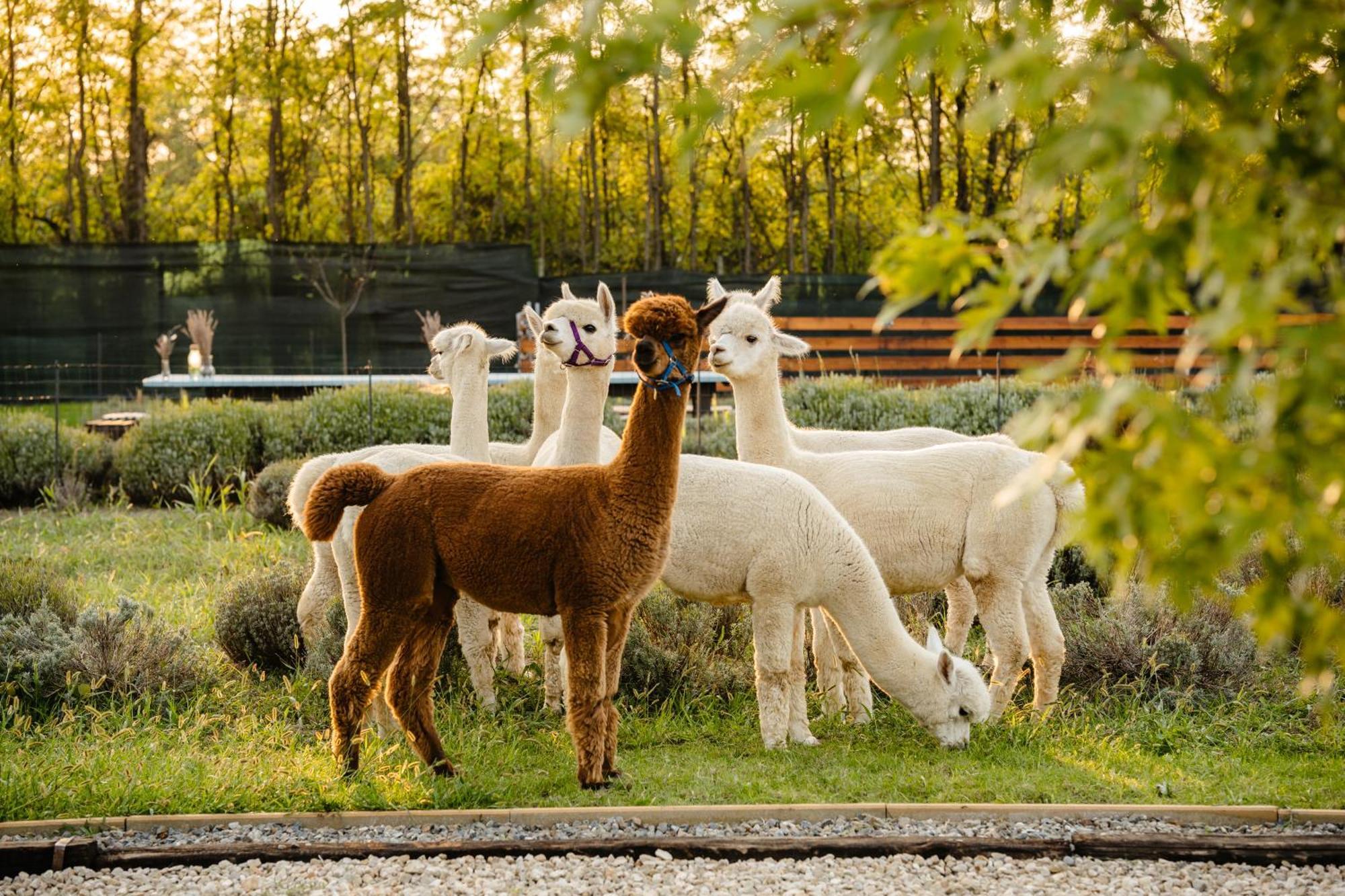 Branesti The Tribe Alpaca Retreat酒店 外观 照片