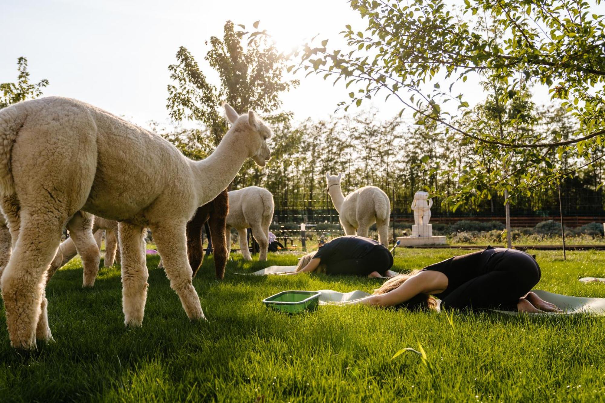 Branesti The Tribe Alpaca Retreat酒店 外观 照片