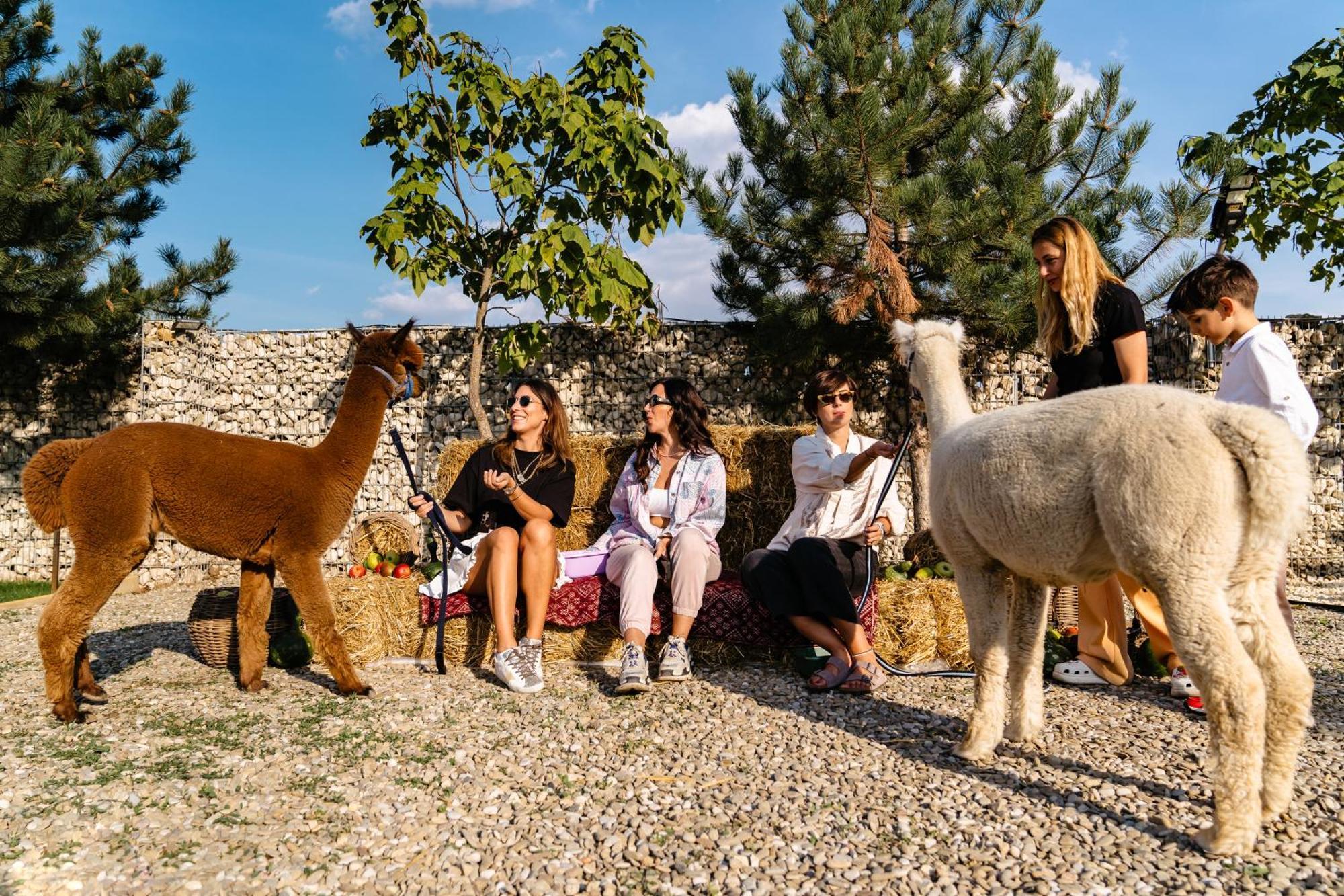 Branesti The Tribe Alpaca Retreat酒店 外观 照片